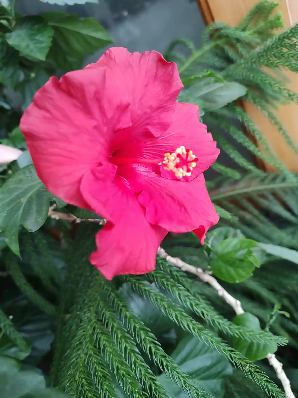A vibrant pink hibiscus flower with yellow stamens is centered in the image, surrounded by lush green foliage including…