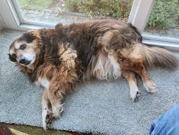 A fluffy, long-haired brown and white dog lies sprawled on a grey carpet near a glass door, looking directly at the camera…