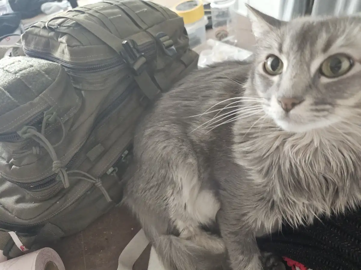 A fluffy gray cat with wide, startled eyes sits beside a green tactical backpack on a cluttered surface. The cat's…