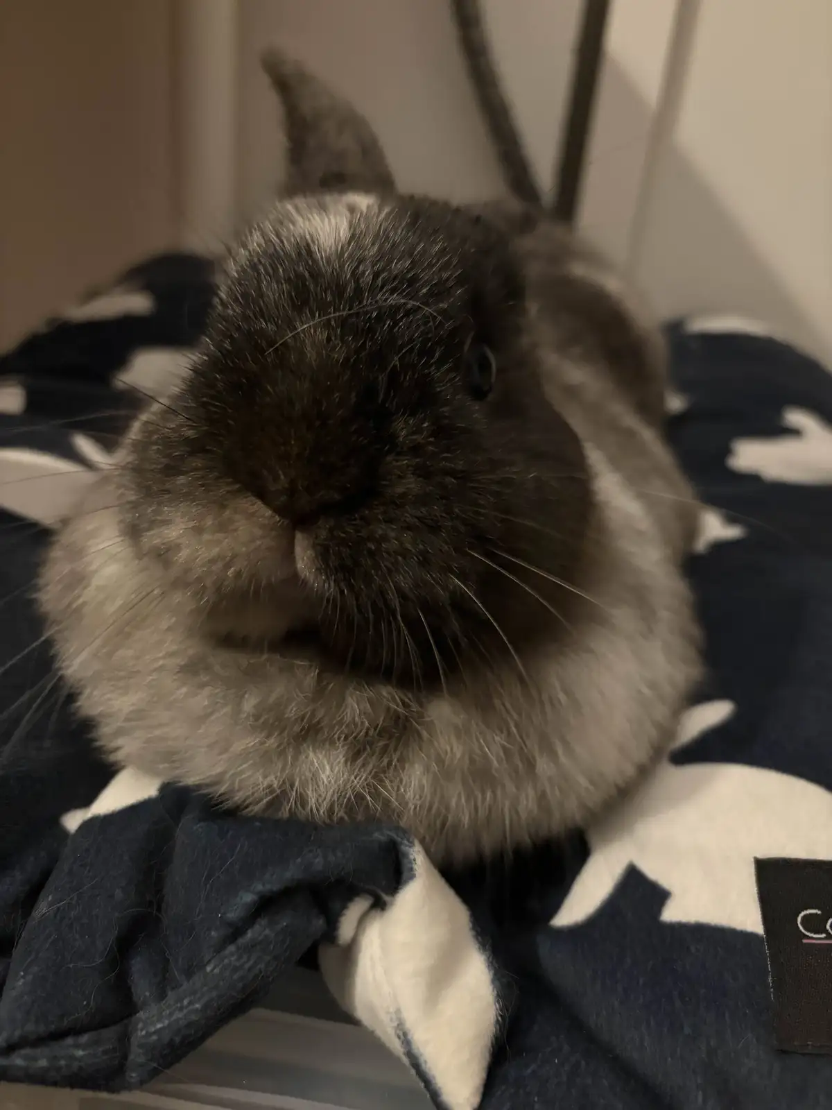 A close-up photo of a fluffy gray and white rabbit resting on a dark blue blanket with white patterns, looking directly at…