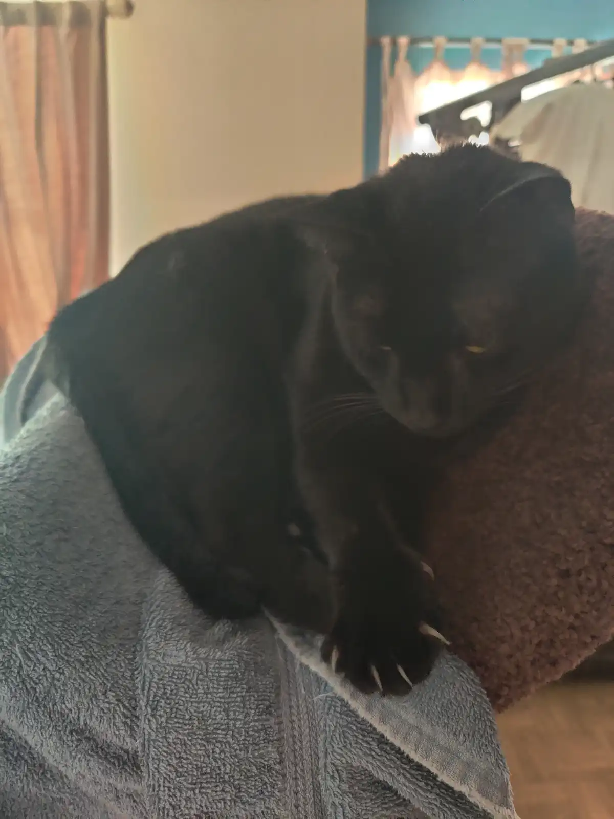 A black cat with yellow eyes is curled up and resting on a grey towel draped over a brown textured surface, possibly a bed…