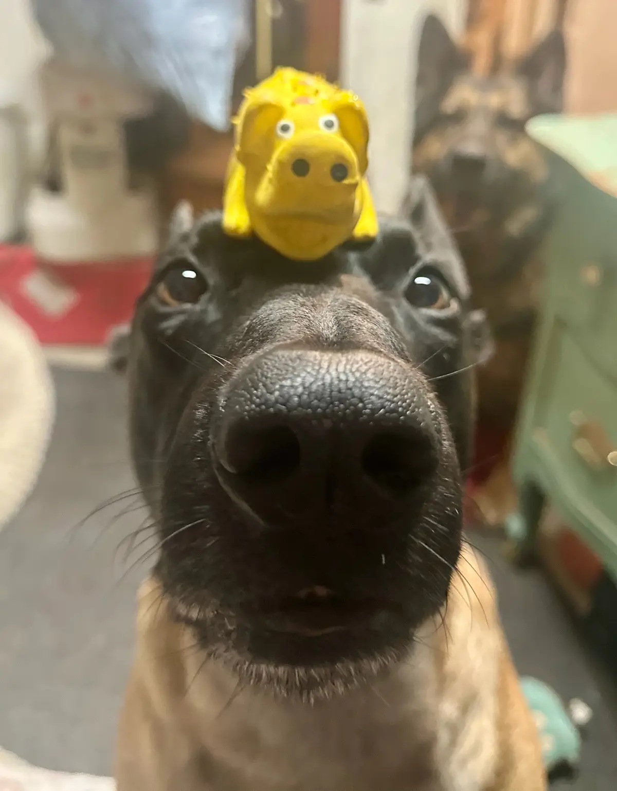 A close-up photo of a black and tan dog looking directly at the camera with a yellow plush toy, resembling a small dinosaur…