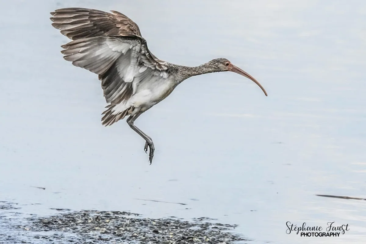 A bird with long legs and a curved beak is captured mid-flight over water, wings spread, feet dangling. The image has text…