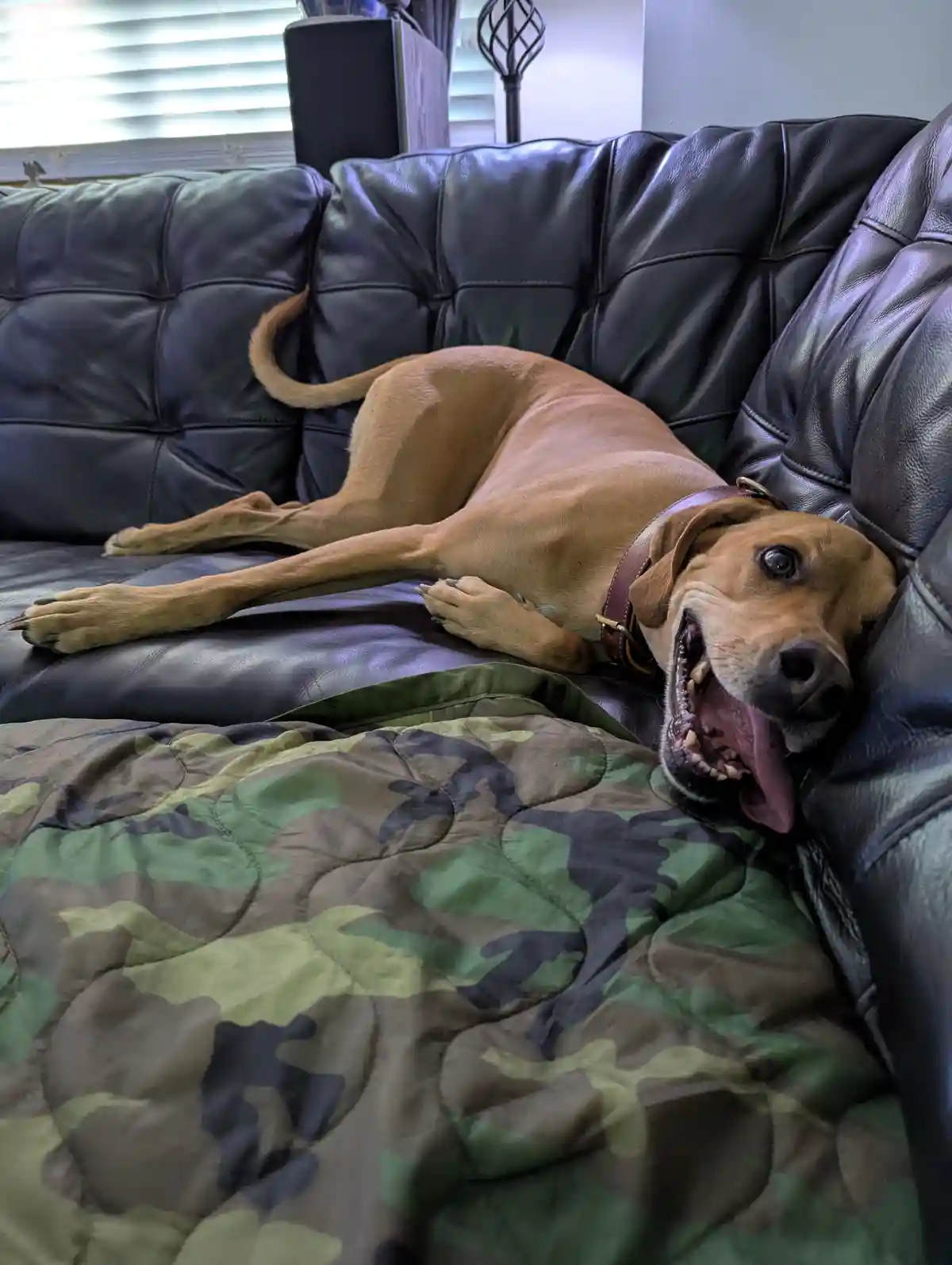 A tan dog with a brown collar is lounging on a black leather couch, its head resting against the armrest and mouth open in a…
