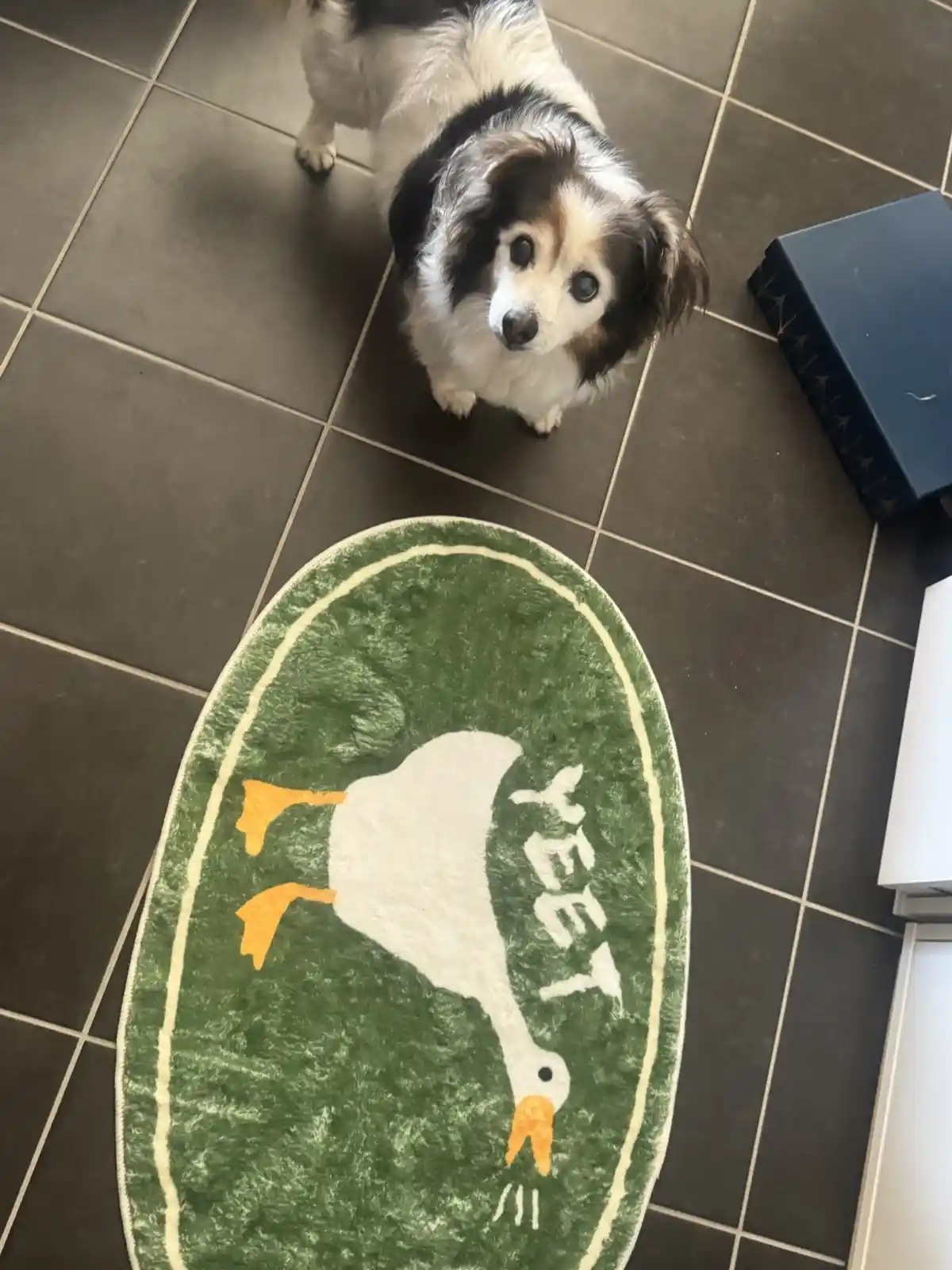 A small black and white dog with floppy ears looks up at the camera from a dark tiled floor, positioned above a green oval…