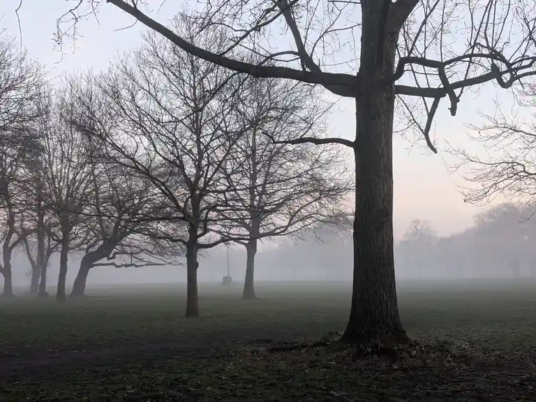A misty, early morning park scene with bare trees and a foggy field, overlaid with the text 'i'm not lazy, i'm in…