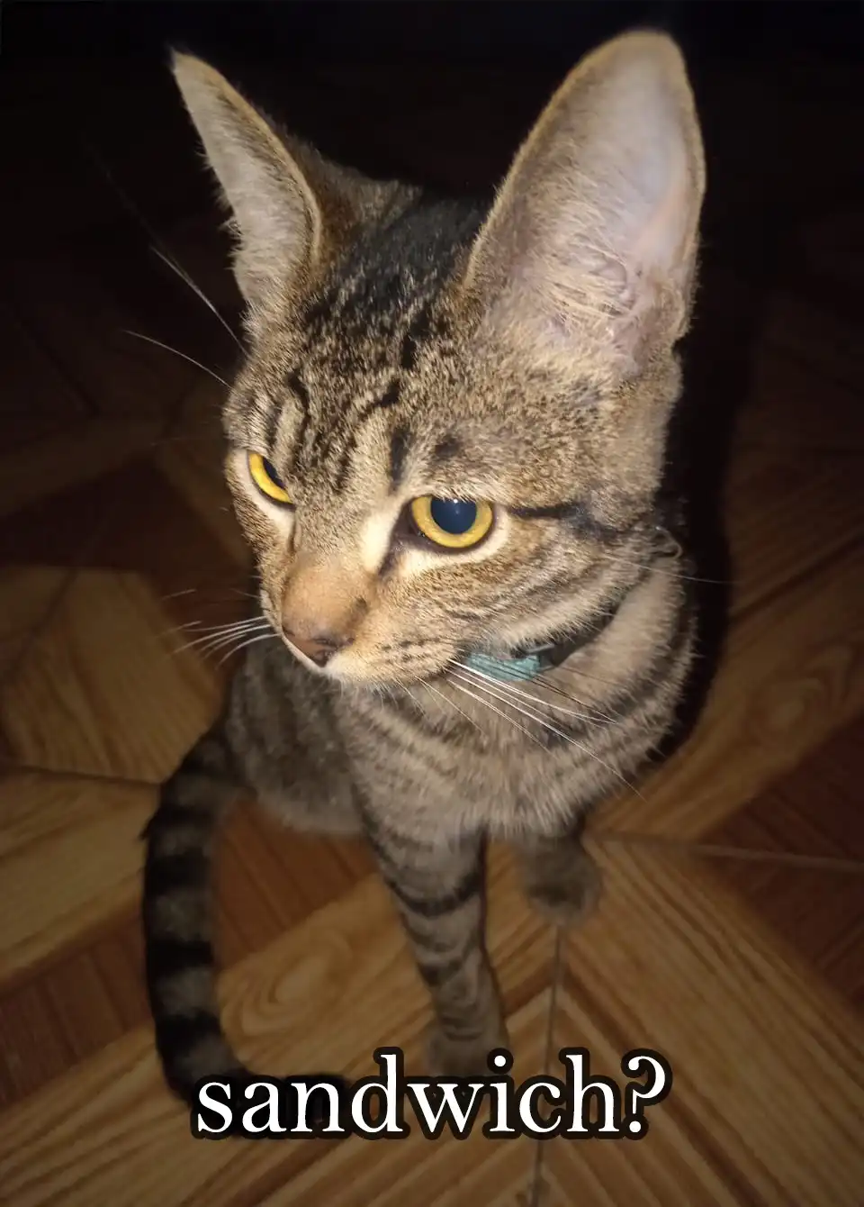 A close-up photo of a tabby cat with striking yellow eyes and a blue collar, looking up expectantly at the camera while…