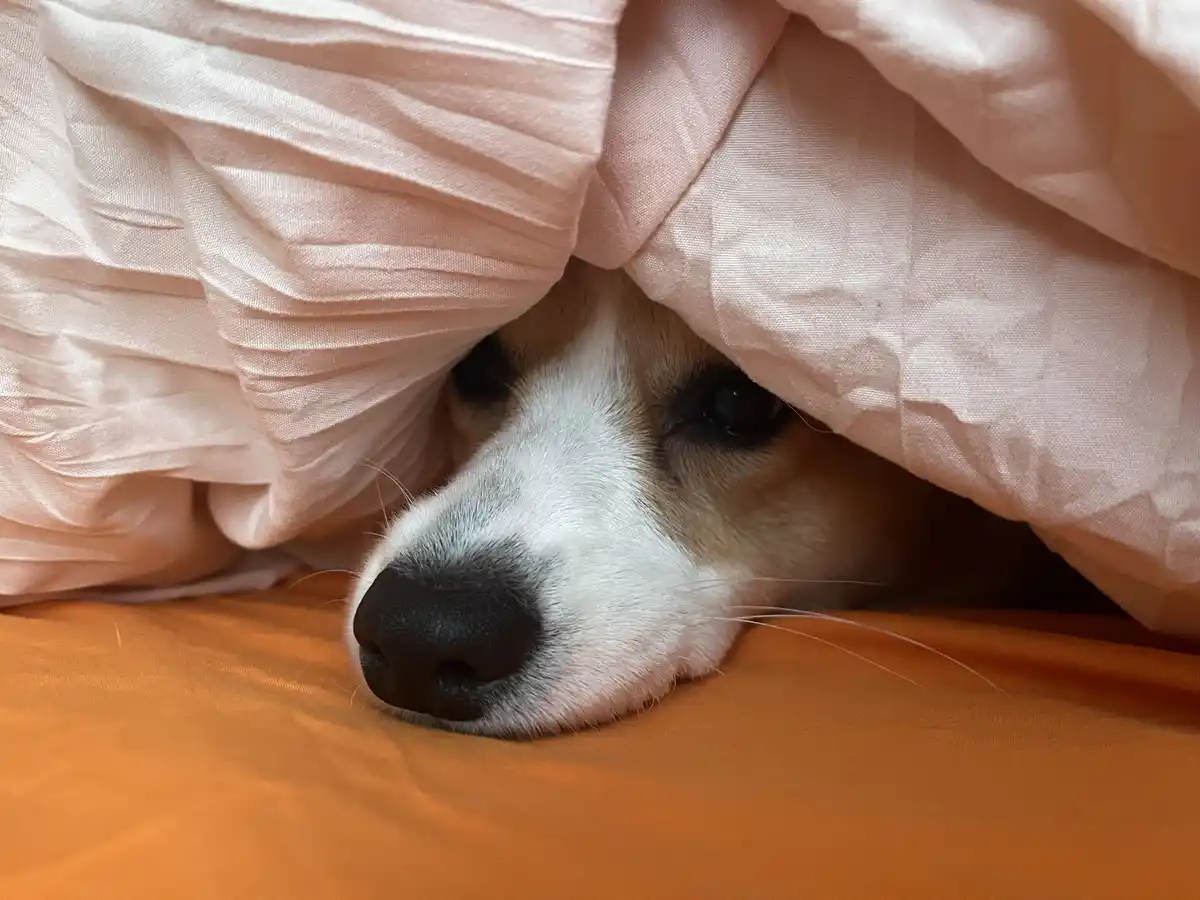 A close-up of a dog's face peeking out from under a light pink blanket, resting on an orange surface. The dog has a white…