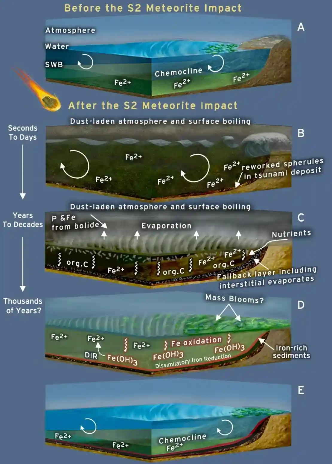 A scientific diagram illustrating the stages of oceanic chemical changes after the S2 meteorite impact, showing layers…