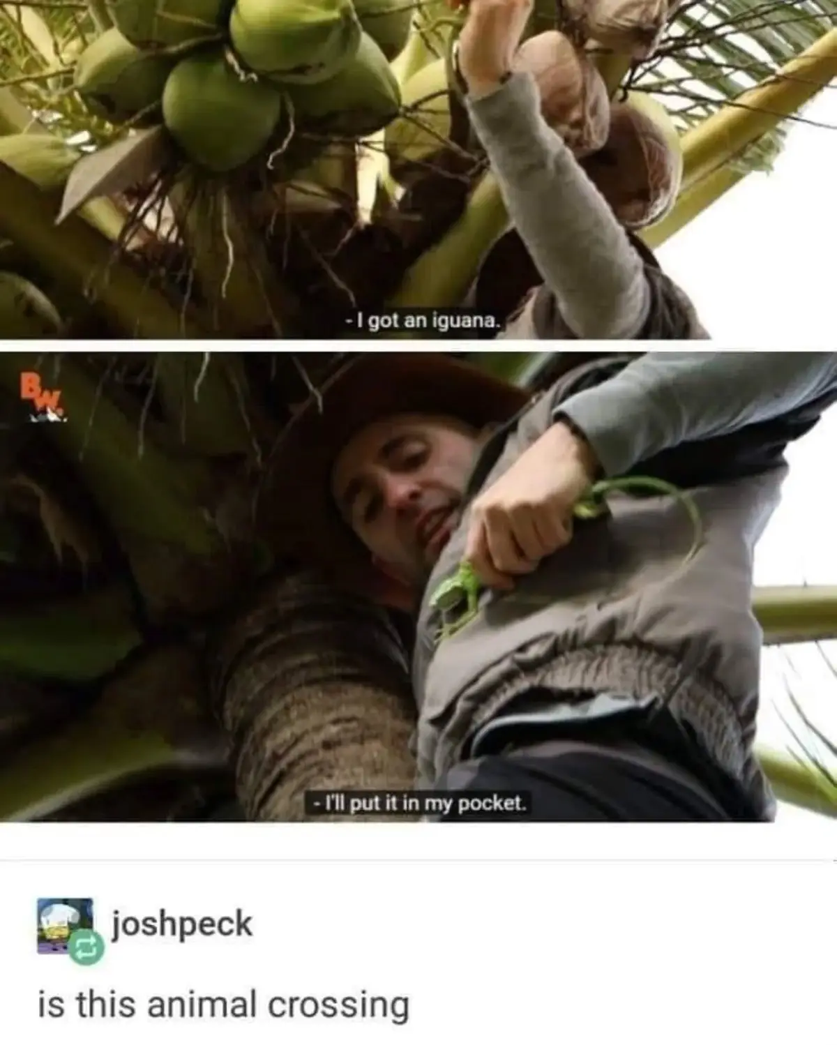 A two-panel image shows a man in a tree with coconuts, first claiming to have found an iguana, then holding a small green…