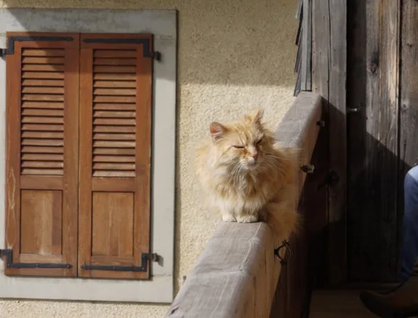 a fluffy orange cat sits on a wooden balcony ledge, eyes half-closed in apparent relaxation, beside a closed wooden shutter…