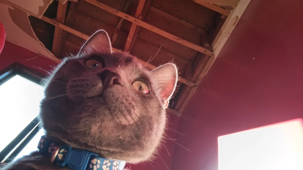 A low-angle shot shows a gray cat looking upward with a disappointed expression, wearing a blue collar with paw print…