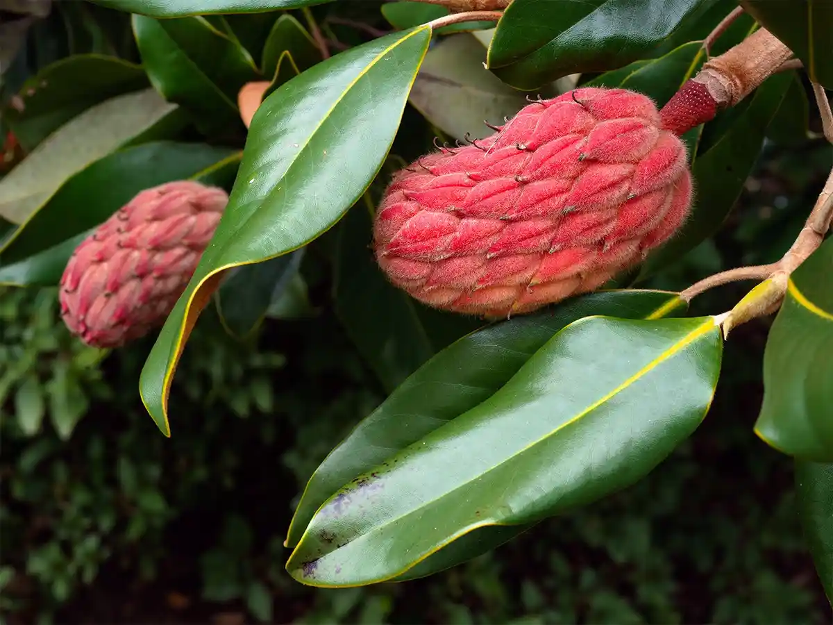 A close-up photograph shows two fuzzy, reddish-pink magnolia buds nestled among large, glossy green leaves with yellow…