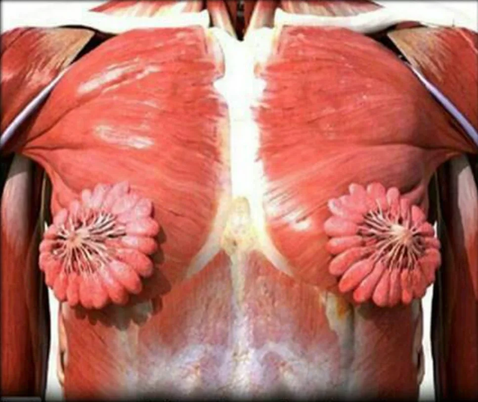 a medical diagram of a human torso's pectoral muscles, with the pectoralis major muscles digitally edited to resemble large…