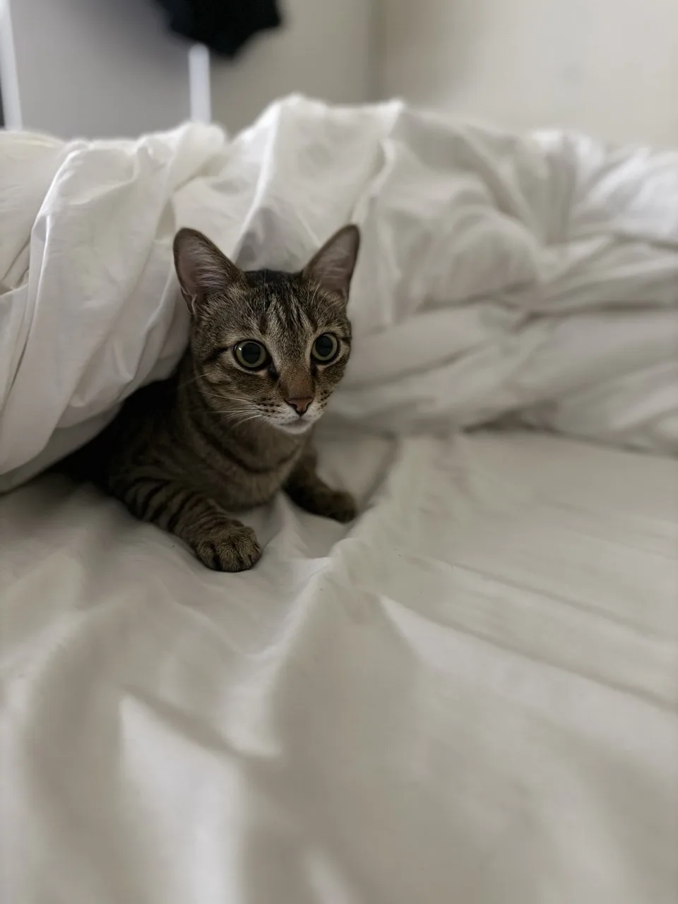 A tabby cat with wide, alert eyes peeks out from under a rumpled white duvet on a bed, looking directly at the camera. The…