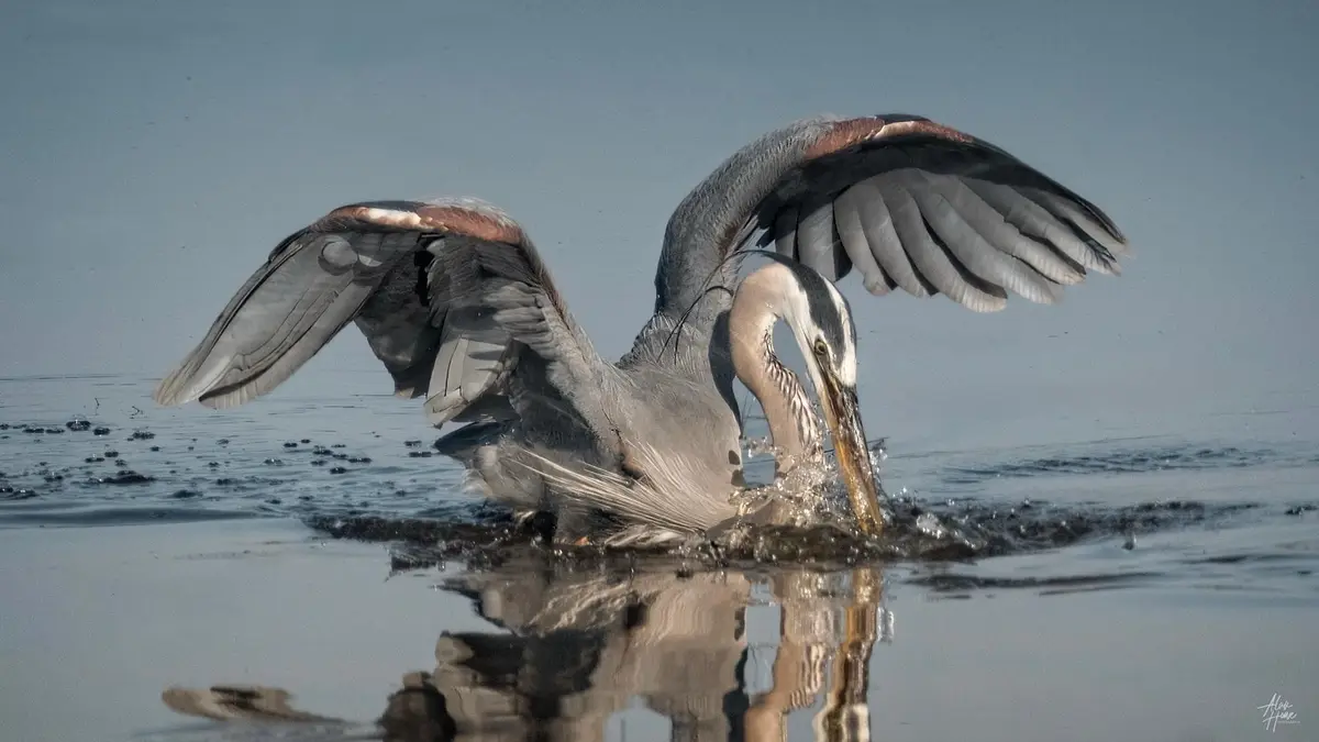A great blue heron stands in shallow water with its wings spread wide, its long neck bent down as it dips its beak into the…