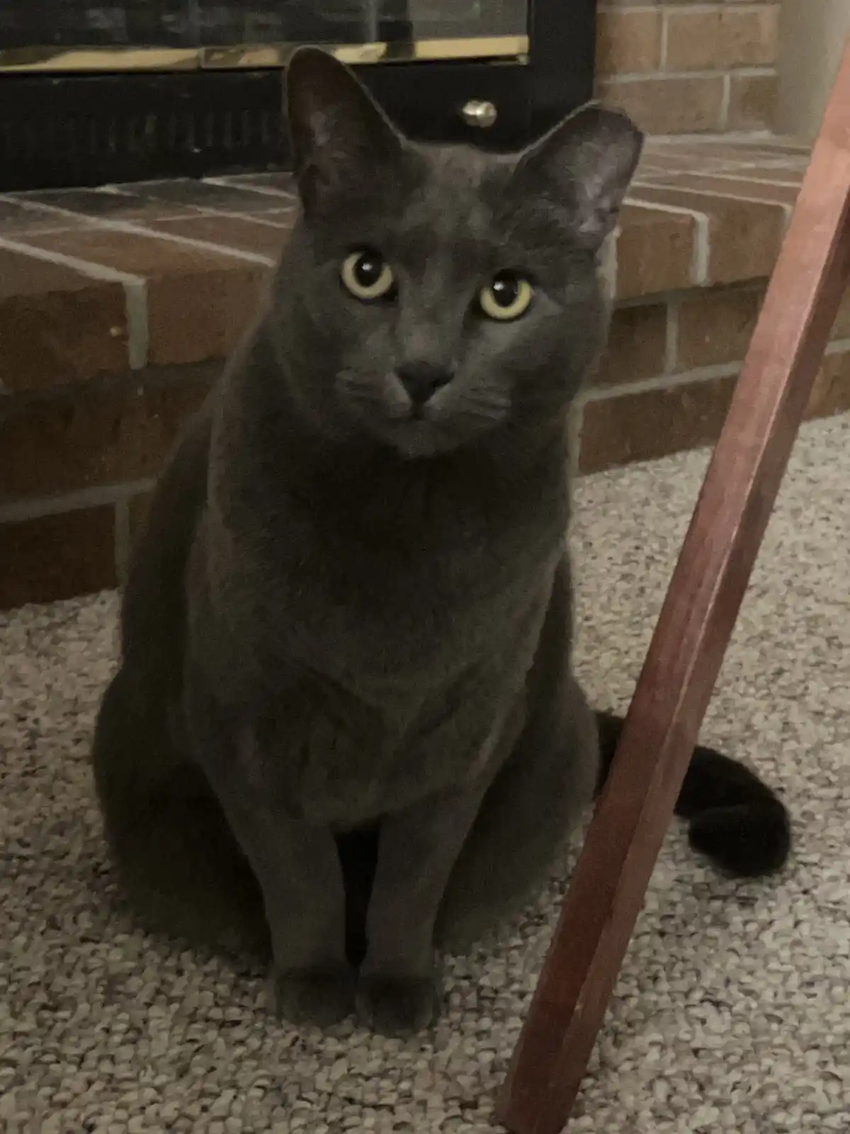 A gray cat with yellow eyes sits upright on a speckled carpet in front of a brick fireplace, looking directly at the camera…