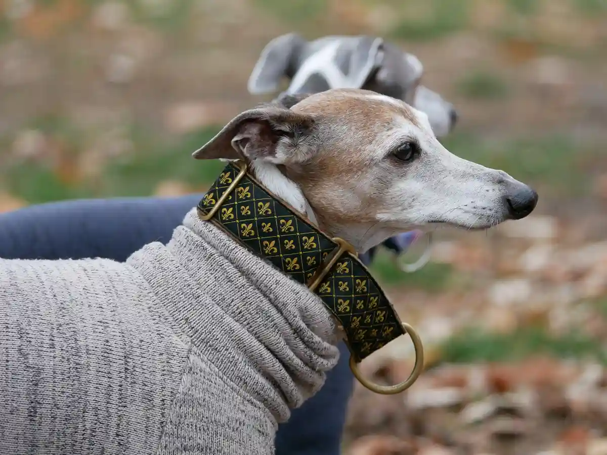 A close-up of a slender greyhound wearing a grey knit sweater and an ornate black-and-gold fleur-de-lis collar, looking…