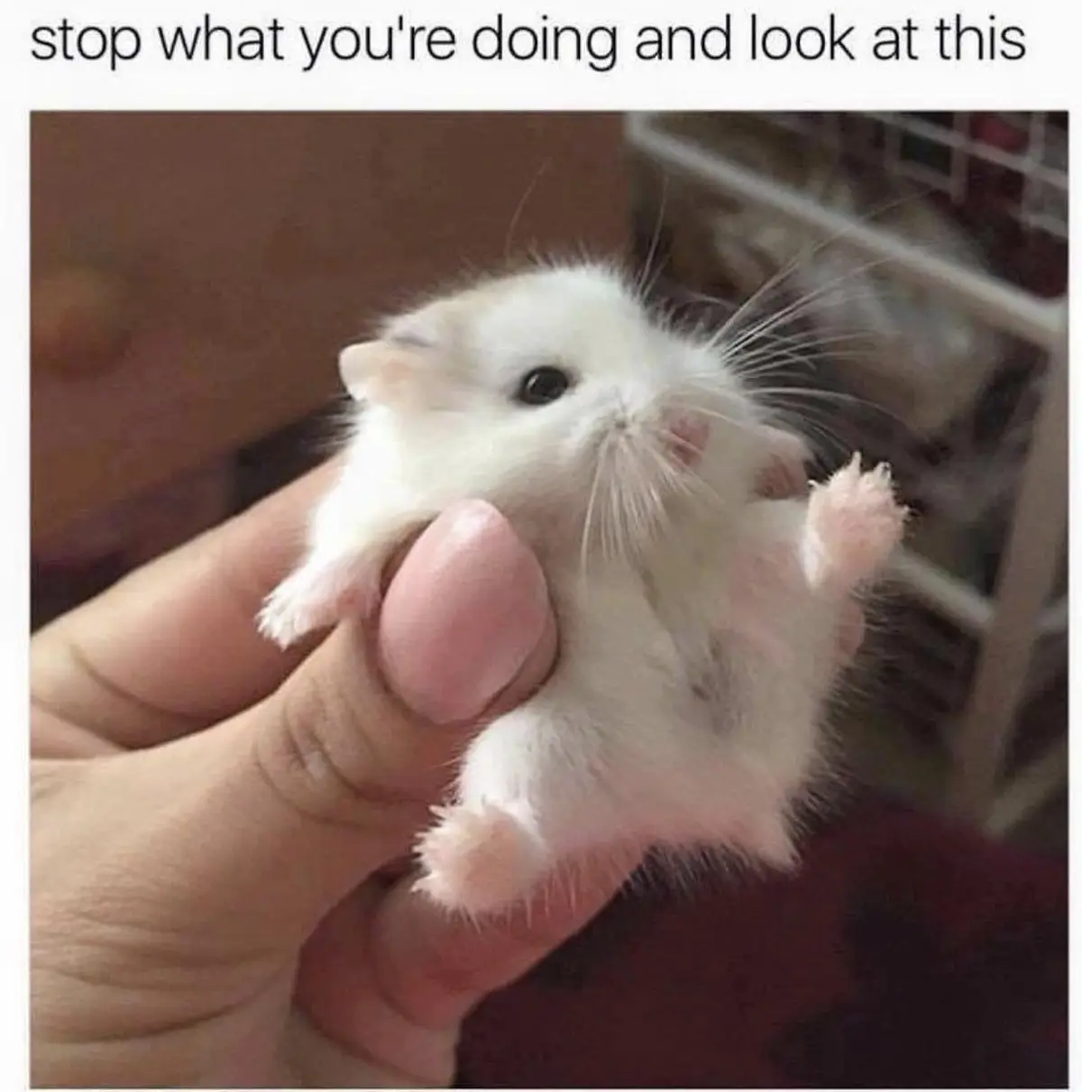 A small, fluffy white hamster is being held gently in a person's hand, looking upward with its tiny paws slightly raised…