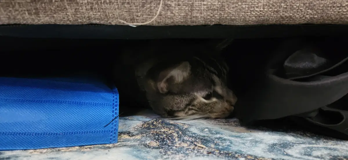 A tabby cat is curled up sleeping under a brown upholstered piece of furniture, next to a blue textured box and a dark shoe…