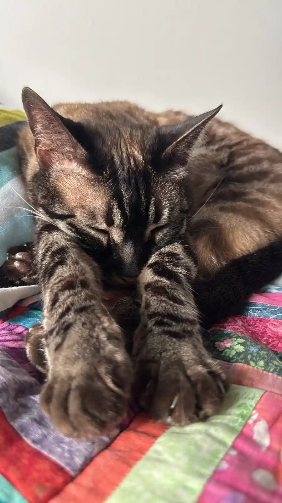 A tabby cat is curled up and sleeping soundly on a colorful patchwork quilt, with its front paws tucked under its face. The…