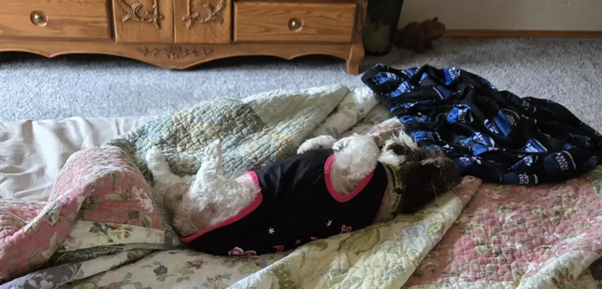 A small, fluffy white and brown dog wearing a black pajama-style shirt with pink trim and star patterns is lying on its back…