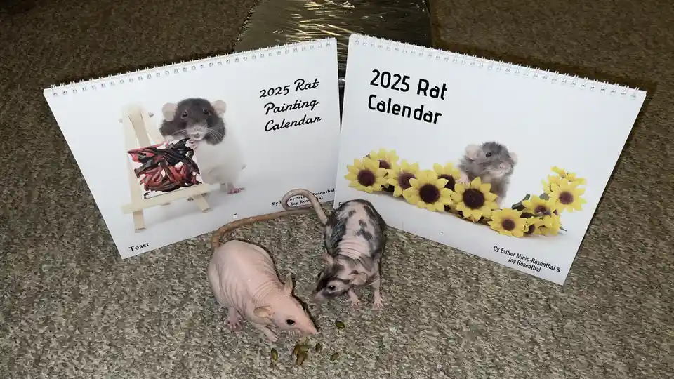 Two live hairless rats eat seeds on a carpet in front of two 2025 rat calendars. One calendar shows a rat painting, the…