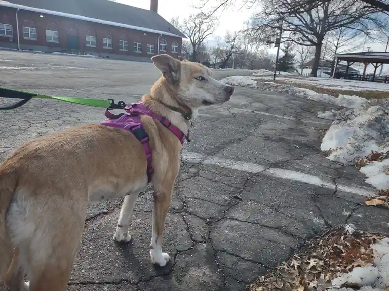 Daisy's Stylish New Harness!