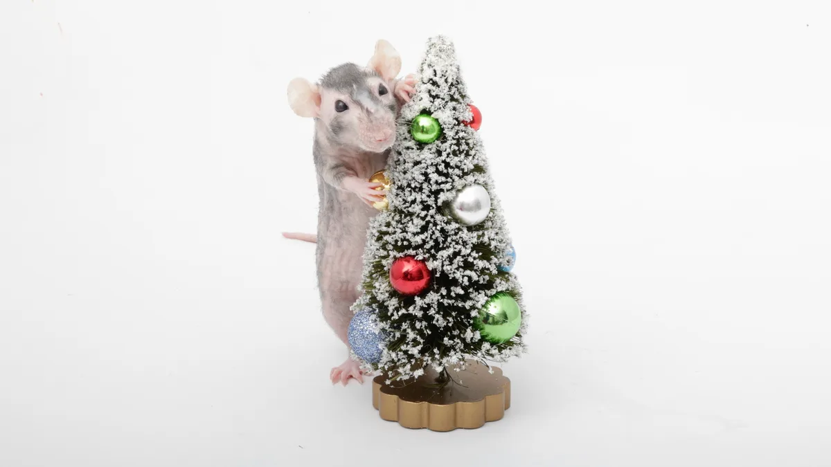 A small, hairless rat with grey and pink skin stands upright next to a miniature Christmas tree covered in white snow-like…
