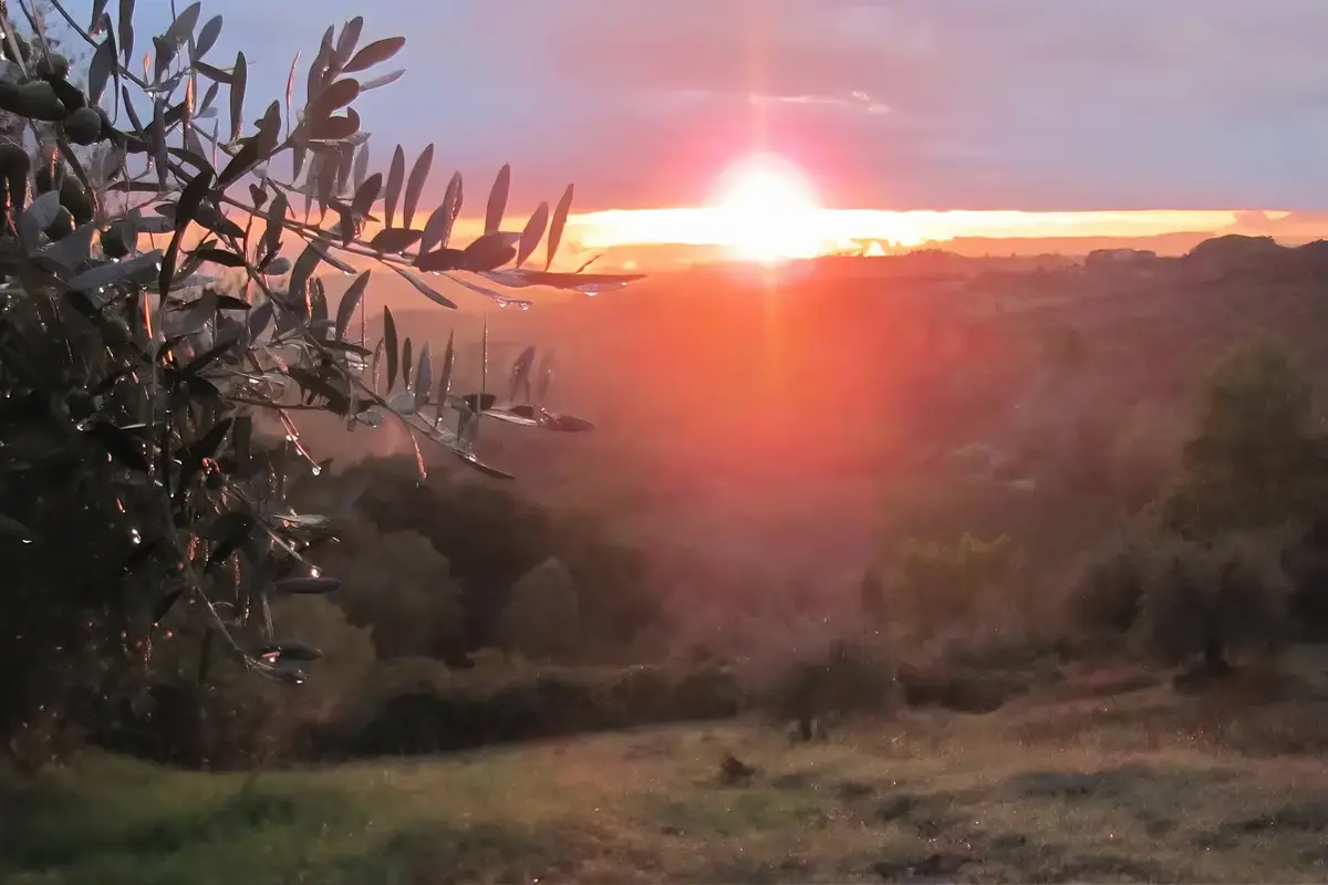 A serene landscape photo shows a sunrise or sunset over a hazy valley with silhouetted olive tree branches in the…