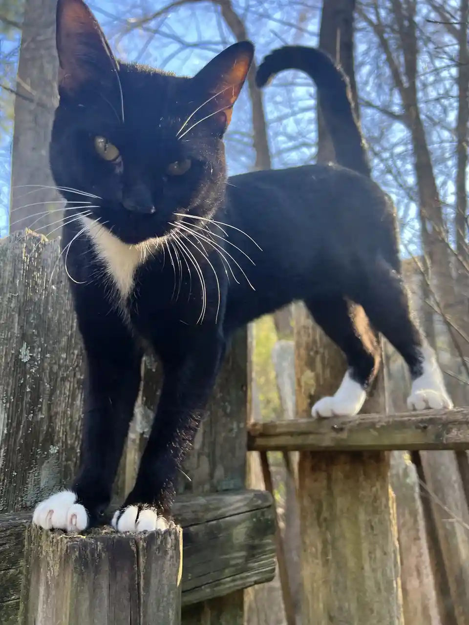 A black-and-white cat with a stern, unimpressed expression stands atop a weathered wooden fence post outdoors, its tail…