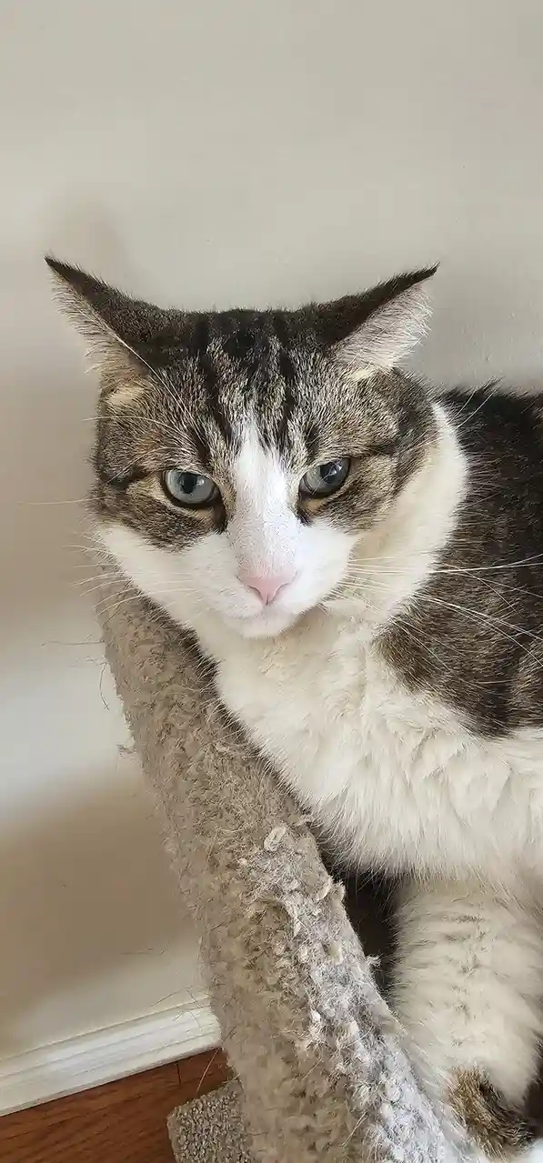 A close-up photo of a tabby and white cat with striking blue eyes, sitting on a worn, fuzzy cat tree. The cat stares…