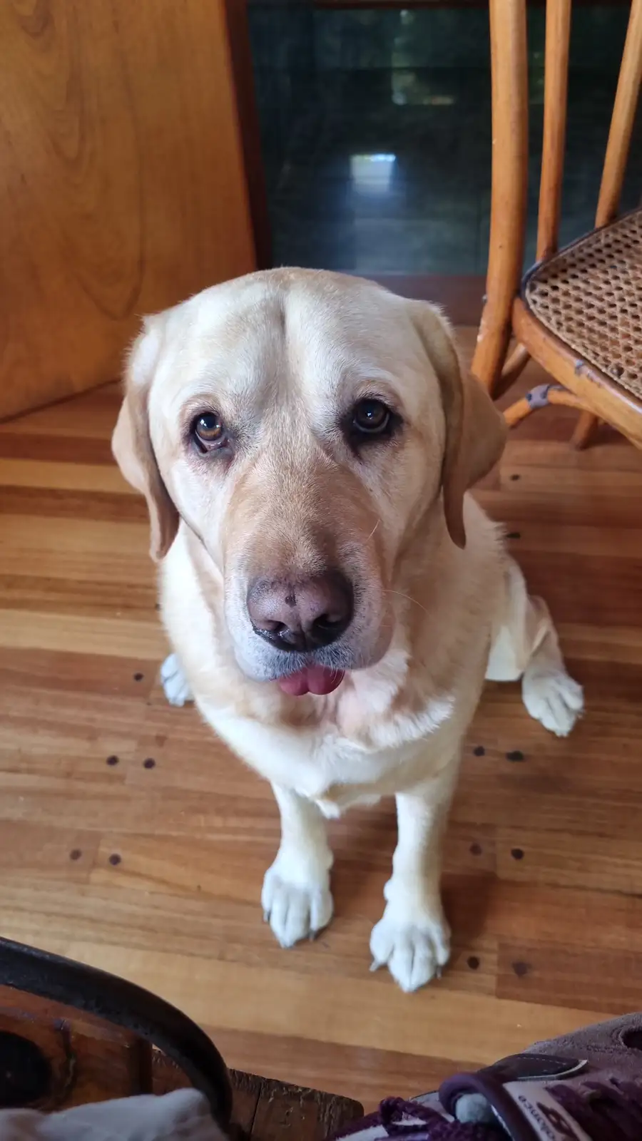 A light-colored Labrador Retriever sits on a wooden floor, looking up with a pleading, tearful expression while its tongue…
