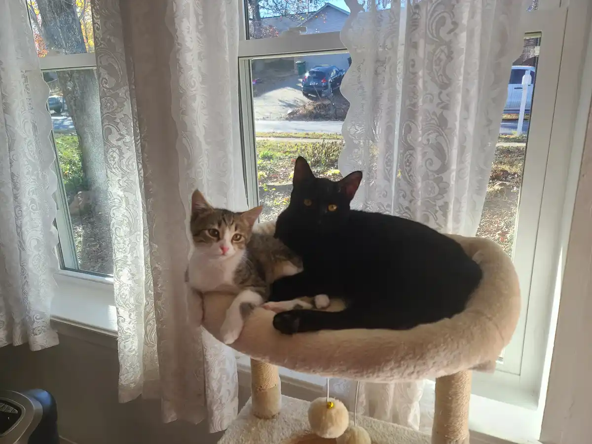 Two cats, one tabby and one black, are lounging together on a beige cat tree perch positioned in front of a window with…