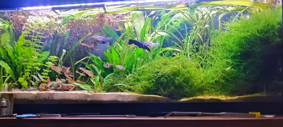 A lush, well-planted aquarium with various green aquatic plants and several small fish swimming. A large, dark-colored fish…