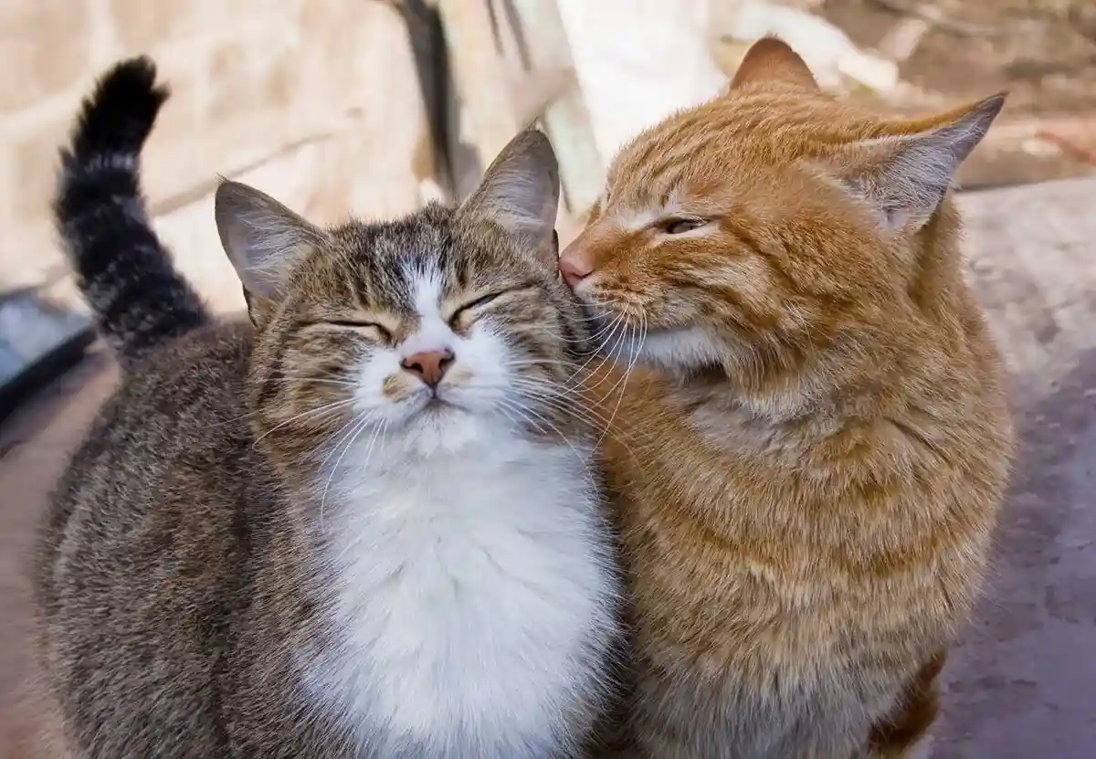 Two cats are shown in a close, affectionate pose; an orange tabby gently nuzzles the cheek of a tabby-and-white cat, which…