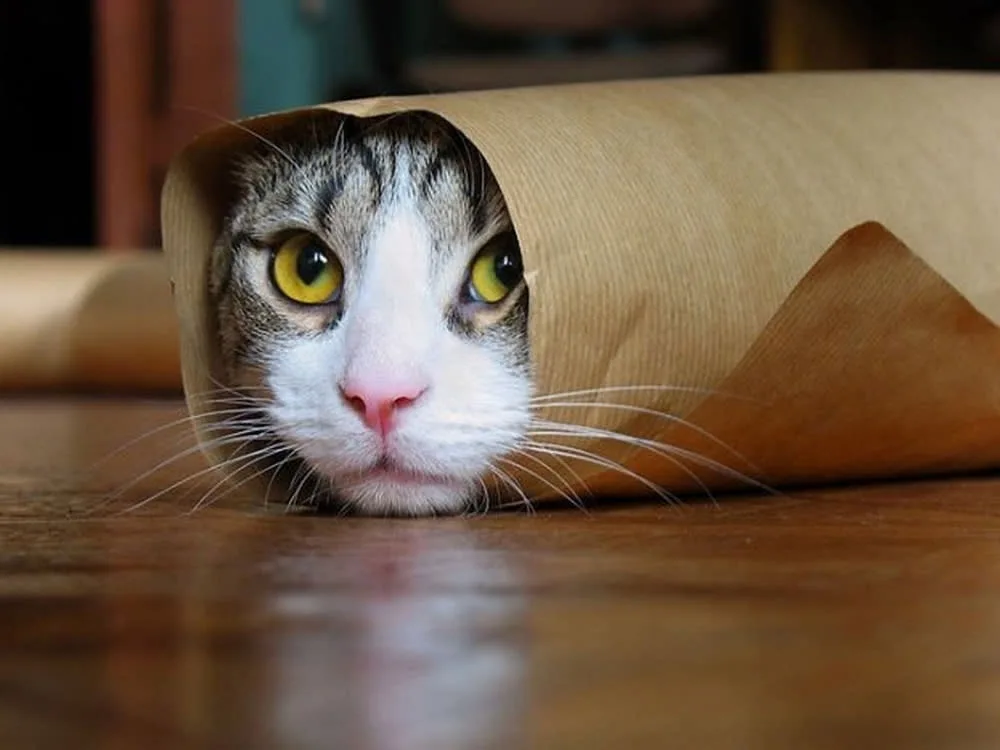 a tabby and white cat with bright yellow eyes peeks out from inside a brown paper tube resting on a wooden floor, with the…