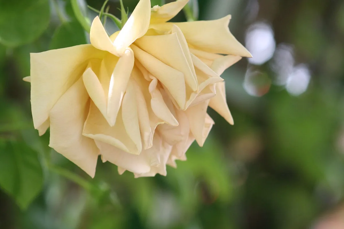 A close-up photograph of a pale yellow rose with layered petals, set against a blurred green background with bokeh light…