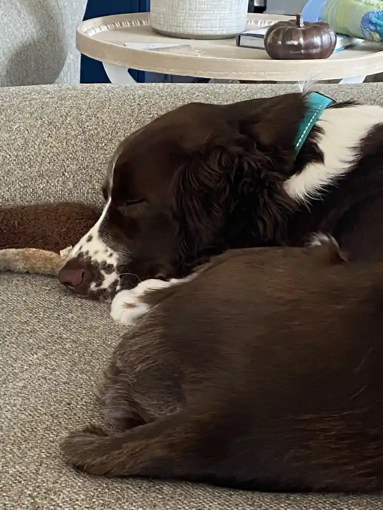 A brown and white dog with a teal collar is sleeping peacefully on a gray couch, its head resting on its paws. In the…
