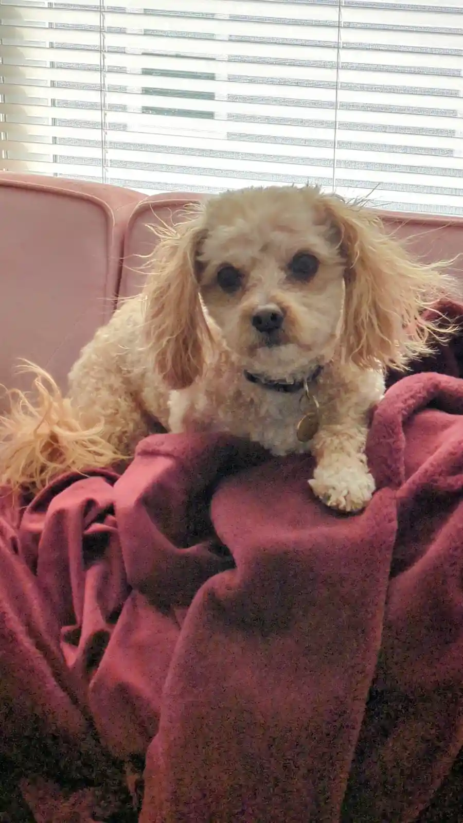 A small, fluffy, light-brown dog with long ears sits on a pink couch draped with a maroon blanket, looking directly at the…