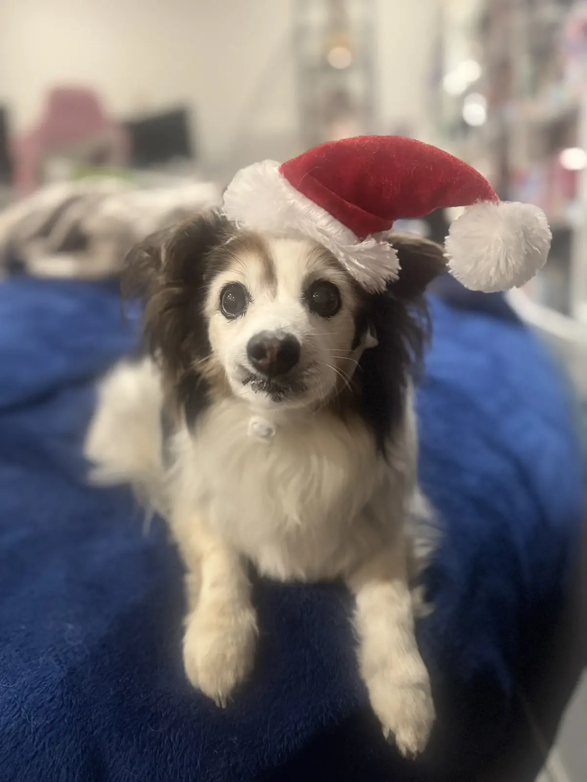 A small, fluffy dog with white and dark fur sits on a blue blanket, wearing a red and white Santa hat. The dog has large…