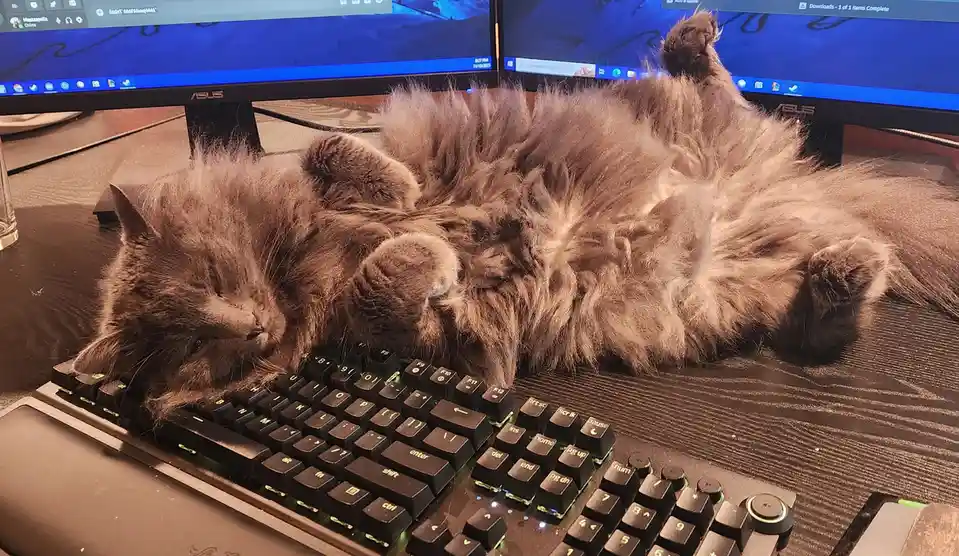 A fluffy, long-haired cat is lying on its back on a desk, with its paws up and head resting near a keyboard, appearing to be…