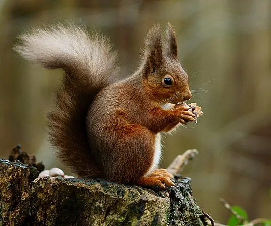a red squirrel with a bushy tail sits on a tree stump, holding and eating a nut. The image has text overlaid that reads 'i'm…