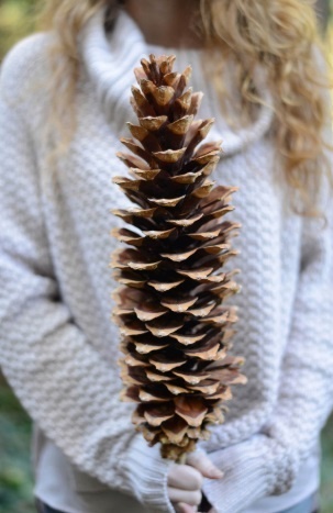 No, Paige, This Pinecone Is Off-Limits!