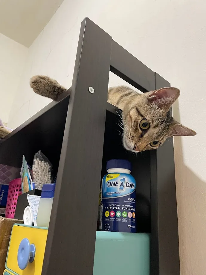 A tabby cat peeks over the edge of a dark wooden shelf, looking down at a blue bottle labeled 'ONE A DAY MEN'S' that sits on…