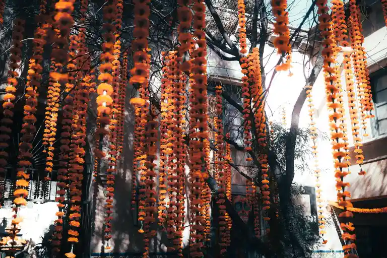 The image shows numerous strings of bright orange marigold flowers hanging from bare tree branches against a sunlit building…