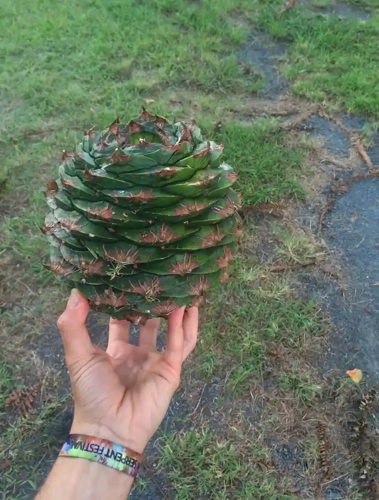 A hand holds a large, green, spiky pinecone with brown tips against a grassy and gravel background. The wrist of the hand…
