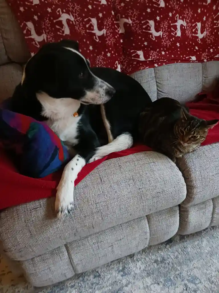 The Cat's Secret Hideout: First in the Couch!