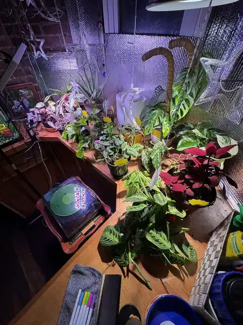 An overhead shot of a cluttered wooden shelf filled with numerous potted houseplants of various types and colors…