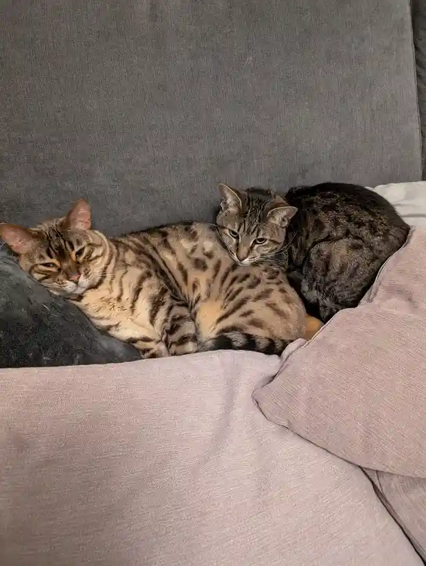 Two tabby cats are curled up together on a grey couch, nestled between pillows and blankets. The cat on the left appears…